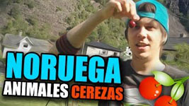 Animales noruegos y campeonato de escupir cerezas